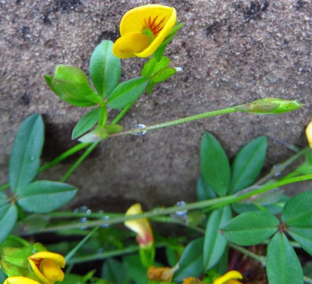 Zornia capensis